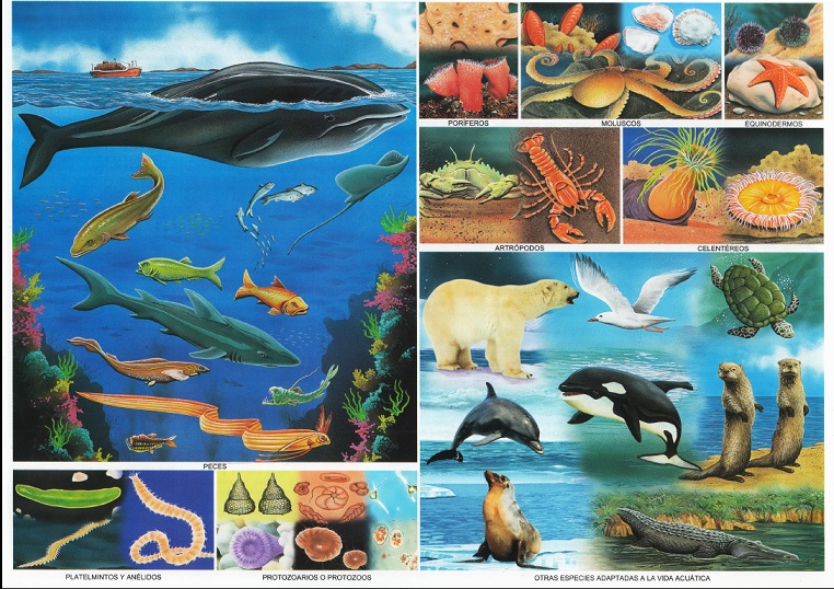 animales acuáticos