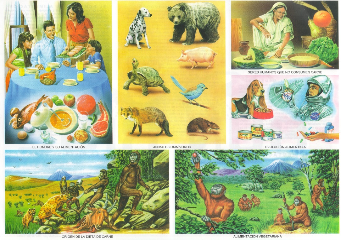 animales omnivoros