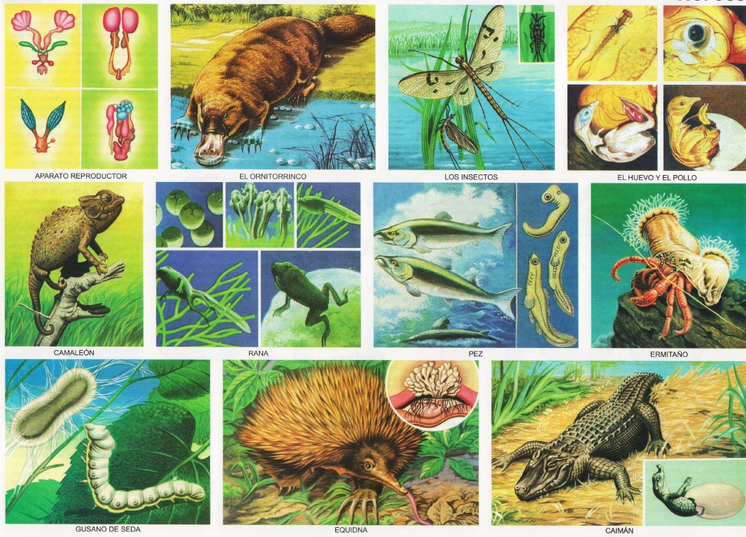 animales oviparos