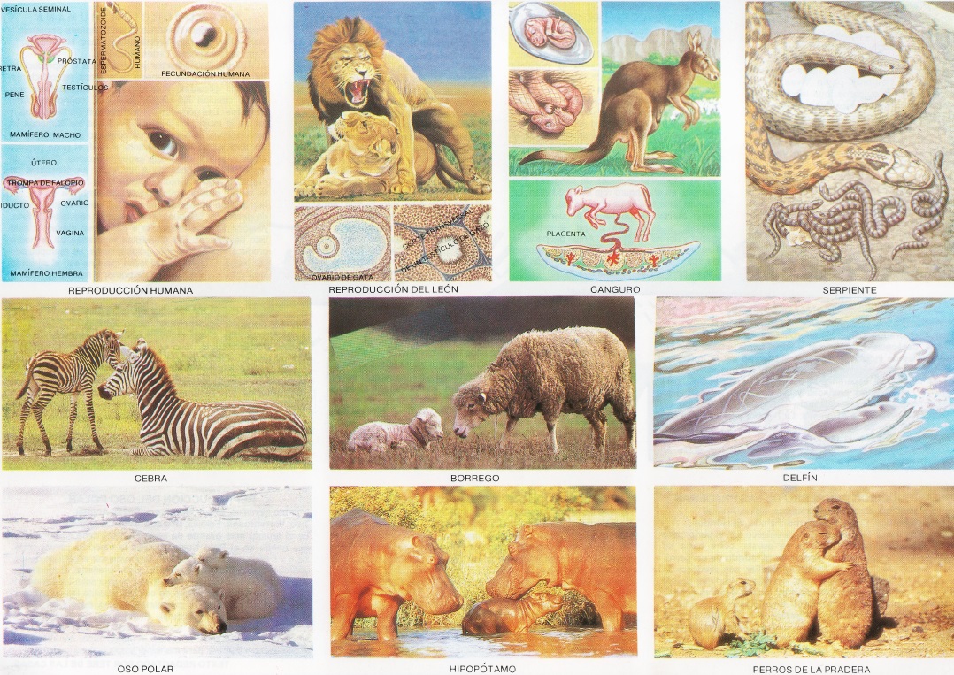 animales viviparos
