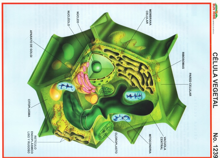 celula vegetal