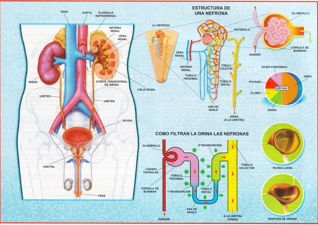 Aparato excretor